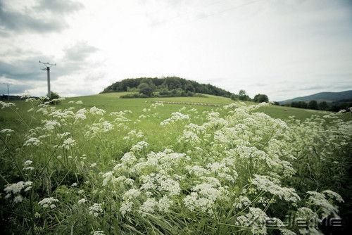 早安心语：照顾每个人的感受，注定自己不会好受 (4)