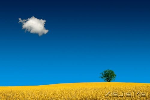 早安心语：照顾每个人的感受，注定自己不会好受 (5)