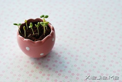 小清新图片 (7)