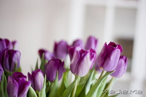 文字：八味人生良药 (1)