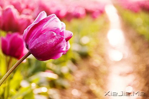 文字：八味人生良药 (2)