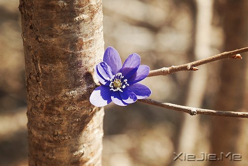 文字：八味人生良药 (4)