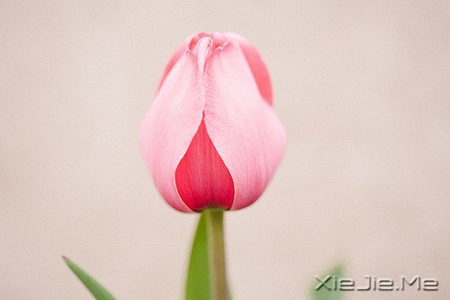 文字：八味人生良药 (6)