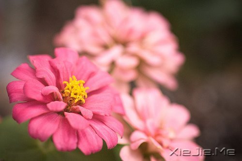 文字：火龙果小姐